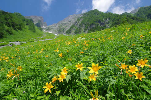 天狗沢のお花畑