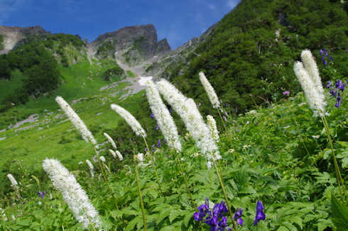 天狗沢のお花畑