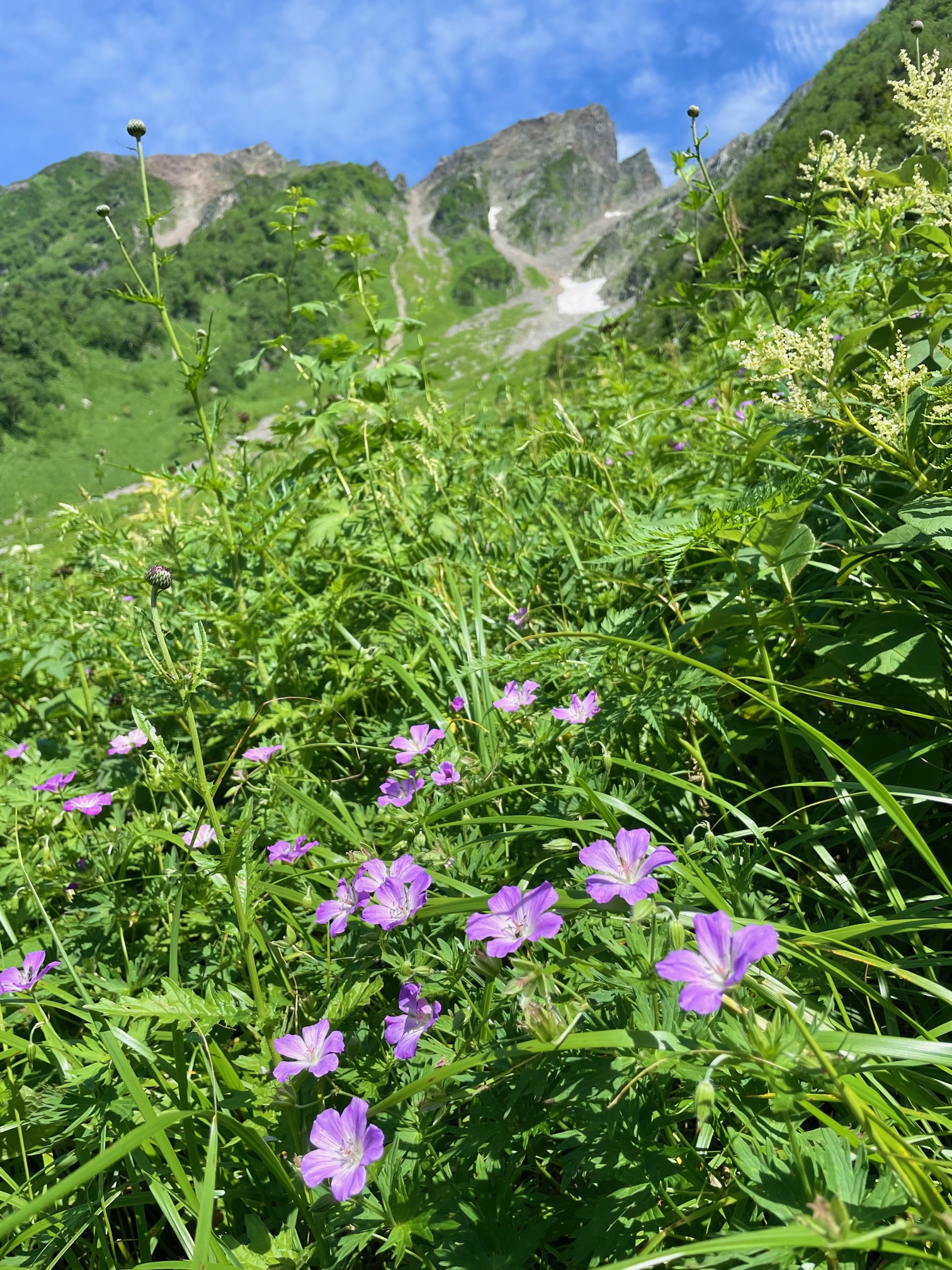 山野草　超希少斑入り　北岳草 天狗沢情報 | 岳沢小屋 | 槍ヶ岳山荘グループ