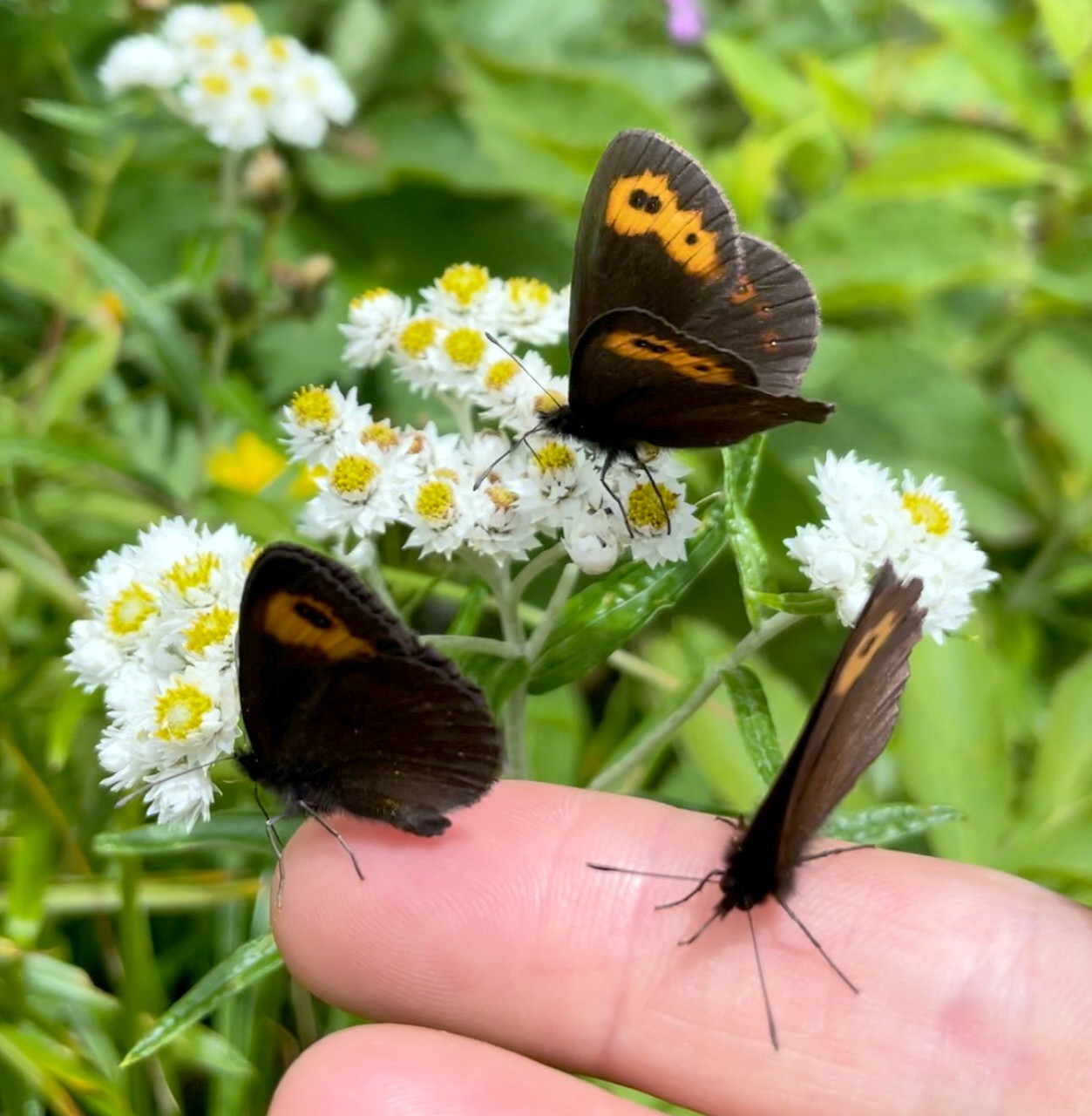 ベニヒカゲと遊ぶ ＆ 金土曜、空室あります | 岳沢小屋 | 槍ヶ岳山荘