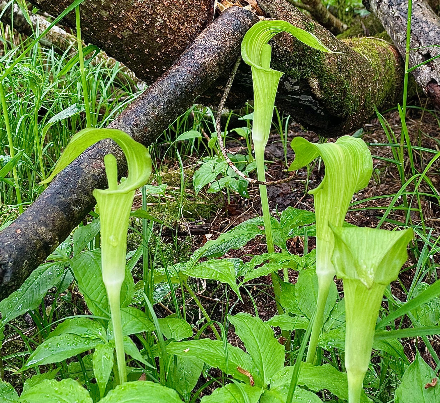 テンナンショウと河童橋ビュー👀 | 岳沢小屋 | 槍ヶ岳山荘グループ